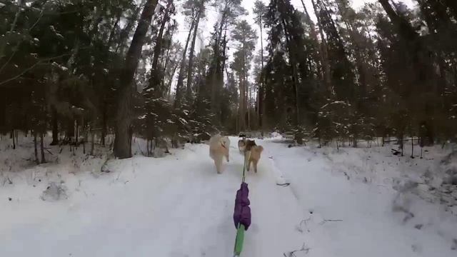 Зима с ездовыми собаками