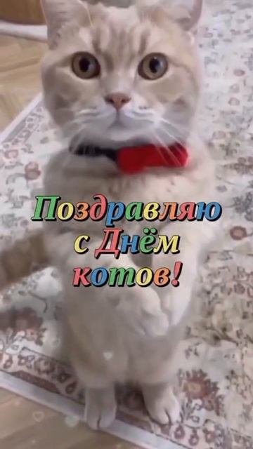 День котиков