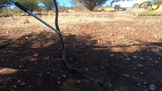 Tricky mamba removal!