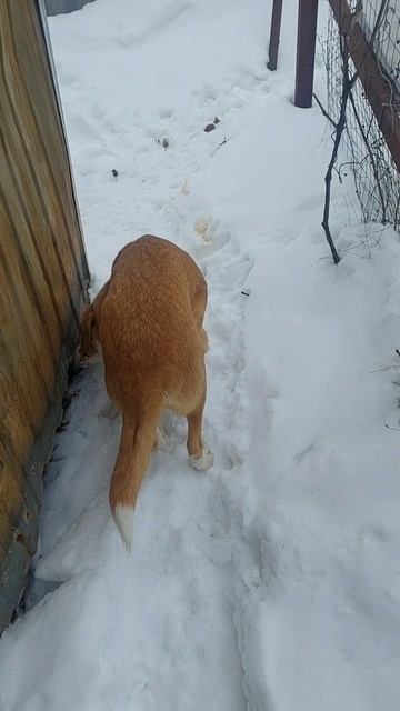 Стало опасно даже на своём участке.