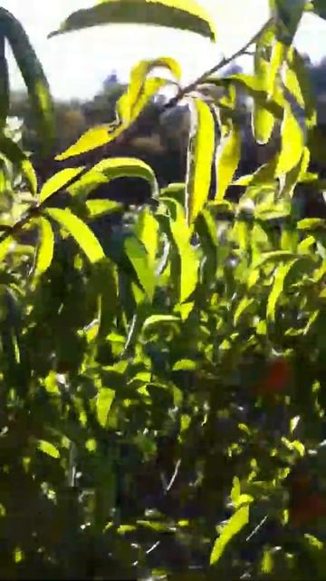 Beautiful young nectar