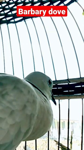The Barbary Dove Calls Out To Its Mate #shorts