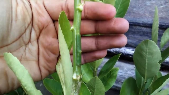 Single Budding Veneer Grafting On Citrus Tree by Grafting Examples
