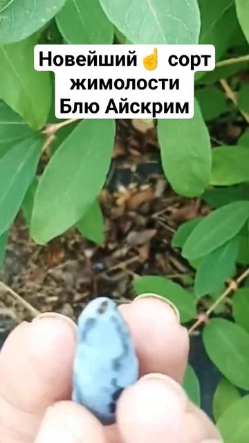 Блю Айскрим новейший сорт жимолости, пока редко встречающийся в России. Селекция Канада.