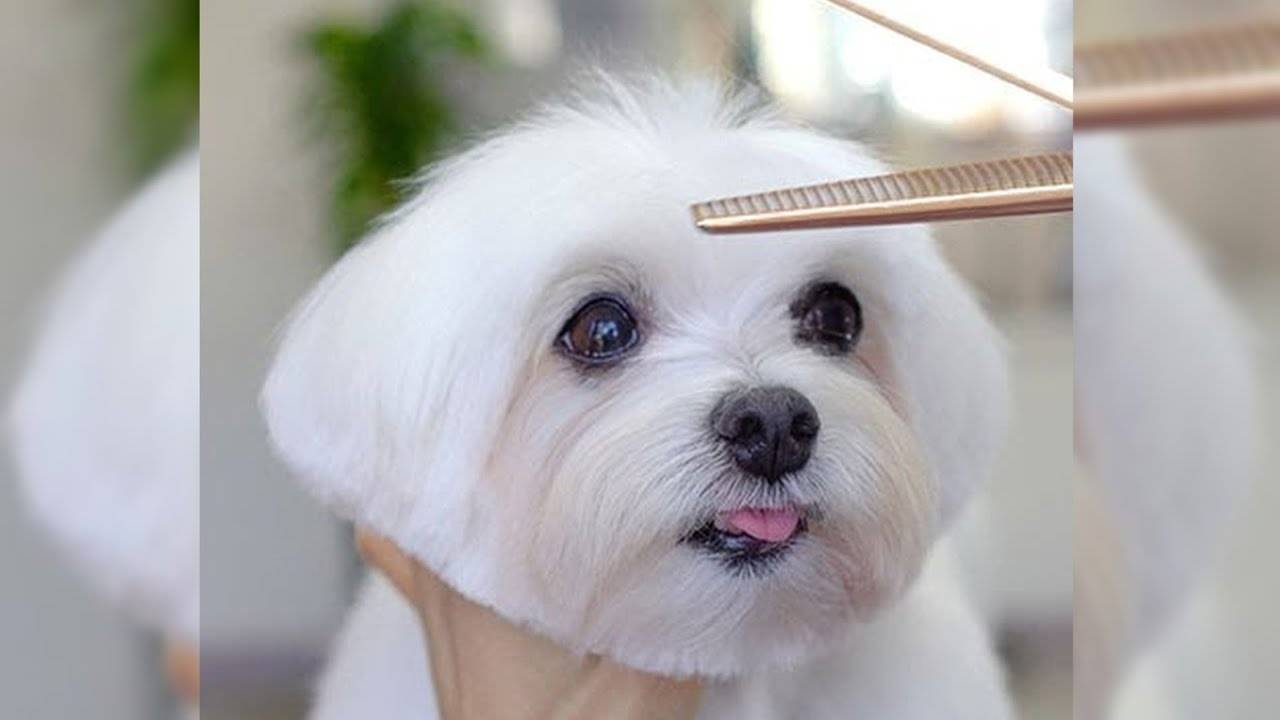 Смешные Домашние Животные 2025😂 Видео Смешных Собак И Смешных Кошек 🐱 🐕 😄