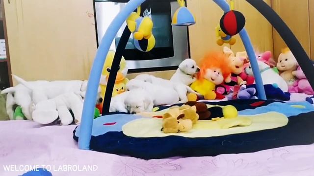 Щенки лабрадора от от Мишеля и Нонны (28 дней)