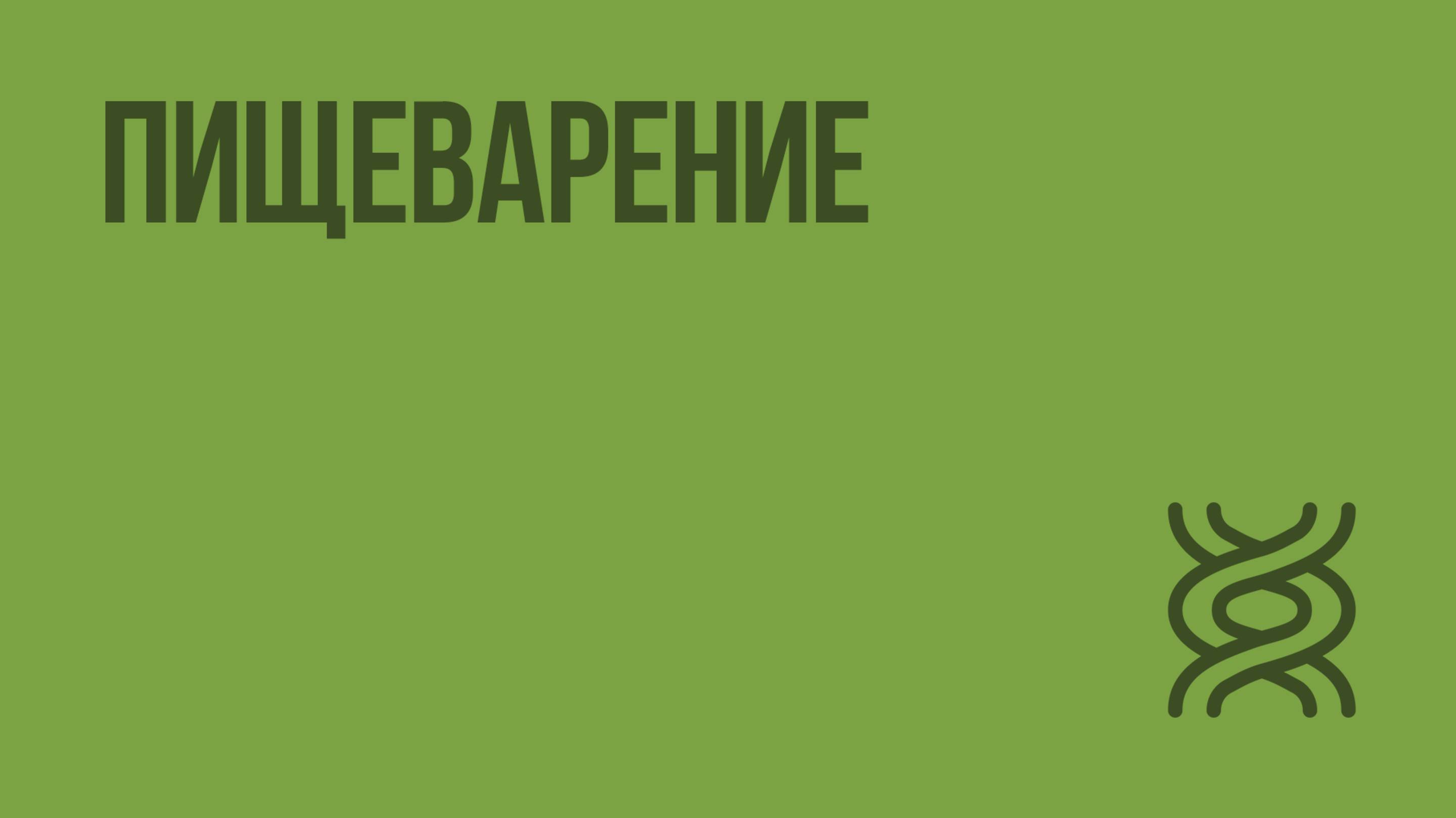 Пищеварение. Видеоурок по биологии 7 класс