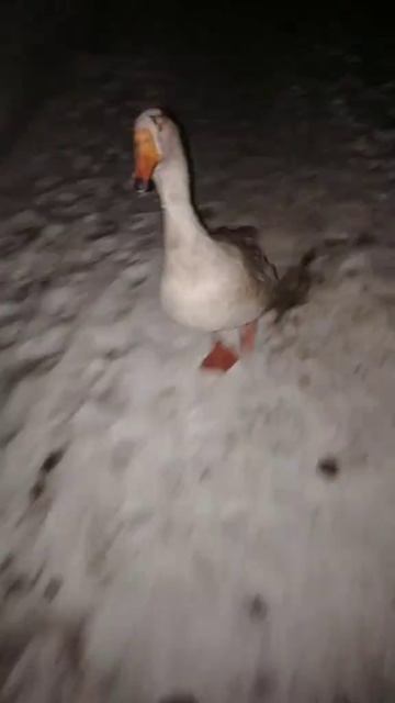 Гусь утка 🙌