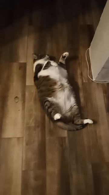 Кот Бегемот
