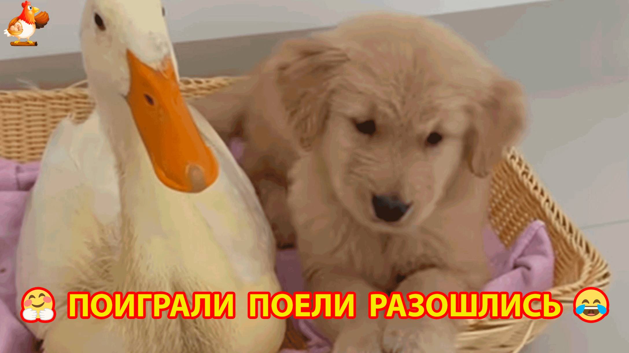 Щенок и Утка потусили в корзинке, покушали и разбежались ❣️🥰😂