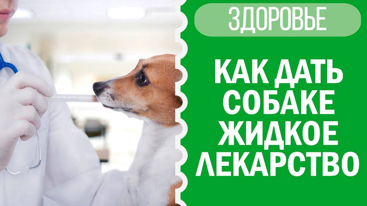 Как дать собаке жидкое лекарство? Советы от Софи! 🐕💧