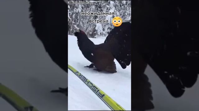 Встреча лыжника с глухарём
