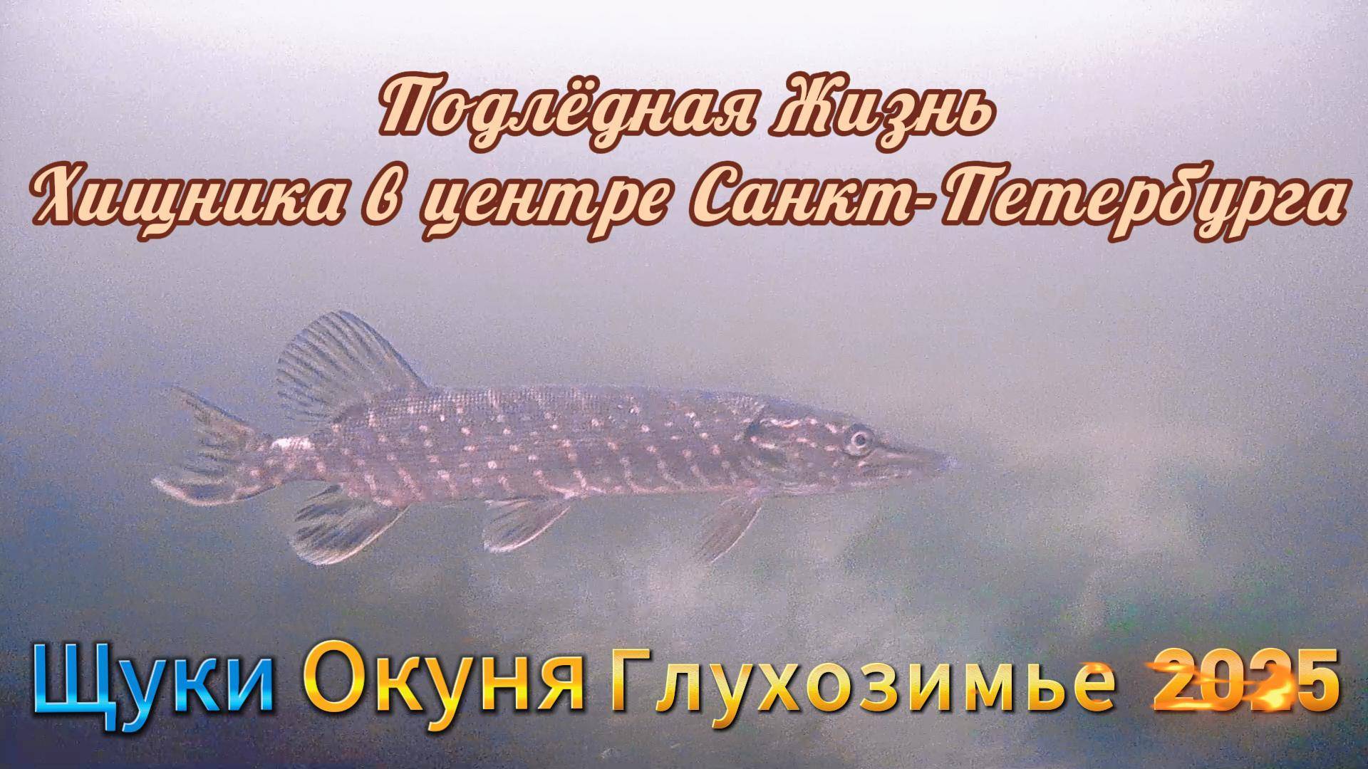 ТИЗЕР-ПОДЛЁДНАЯ ЖИЗНЬ ХИЩНИКА САНКТ-ПЕТЕРБУРГА 2025