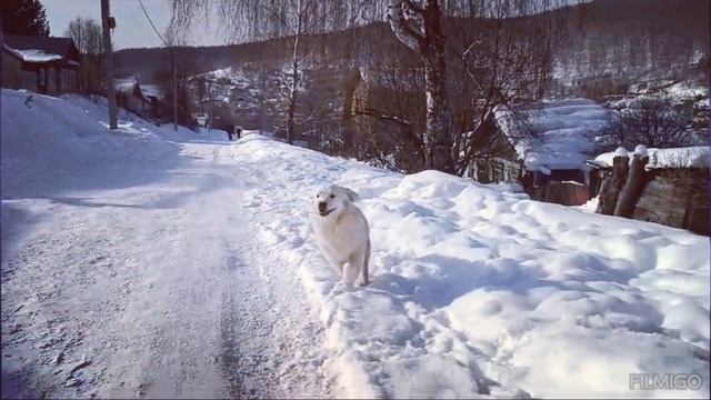 Золотистый ретривер 13.03.24г