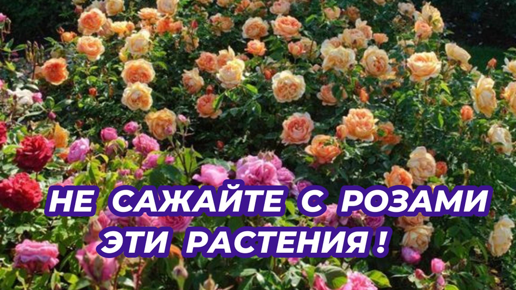 РОЗЫ: с какими растениями не стоит сажать розы, чтобы не погубить их. Плохие соседи для роз