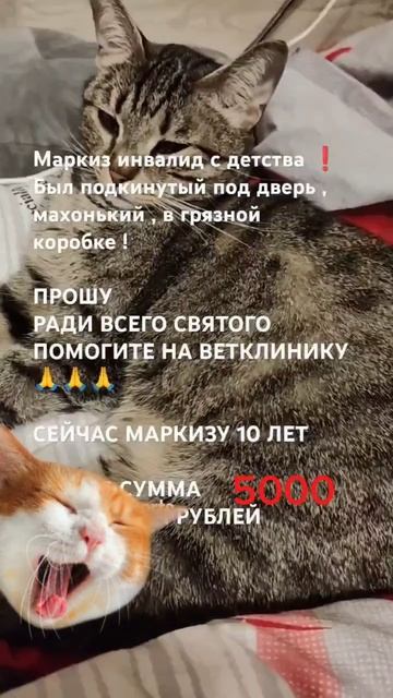 ПОМОГИТЕ 🙏🐈