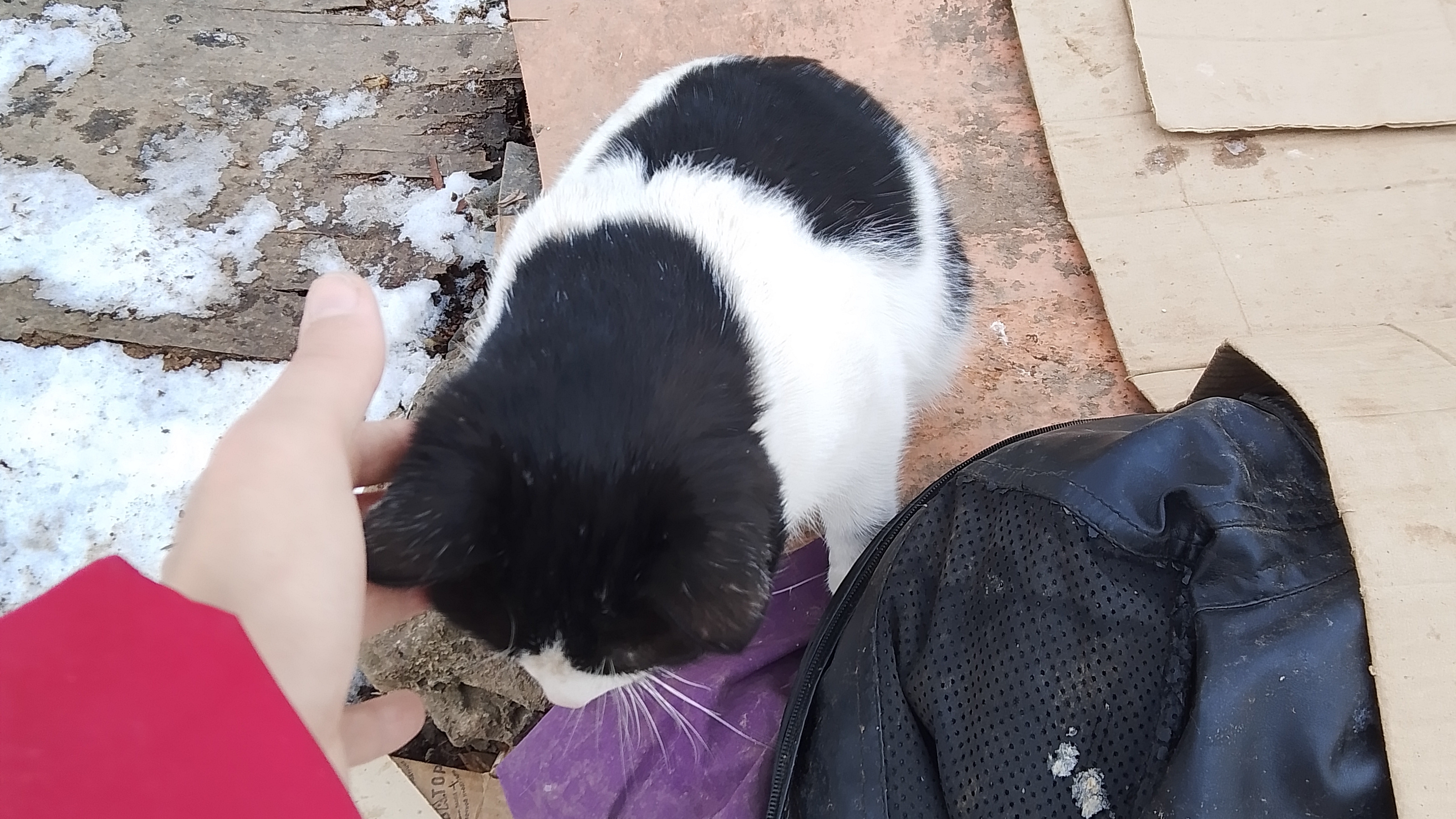 Видел кота или кошку Луганске 28.02.25