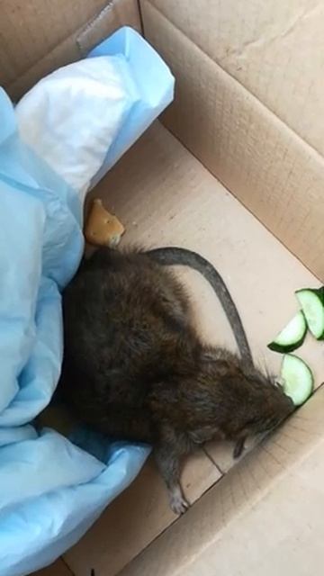 Погрызенный пасюк на улице