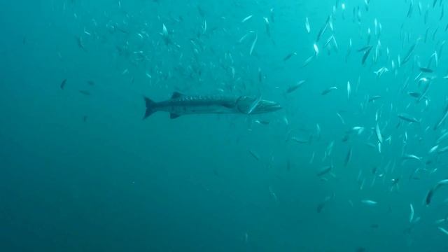 Barracuda: The Ocean's Swift Predator