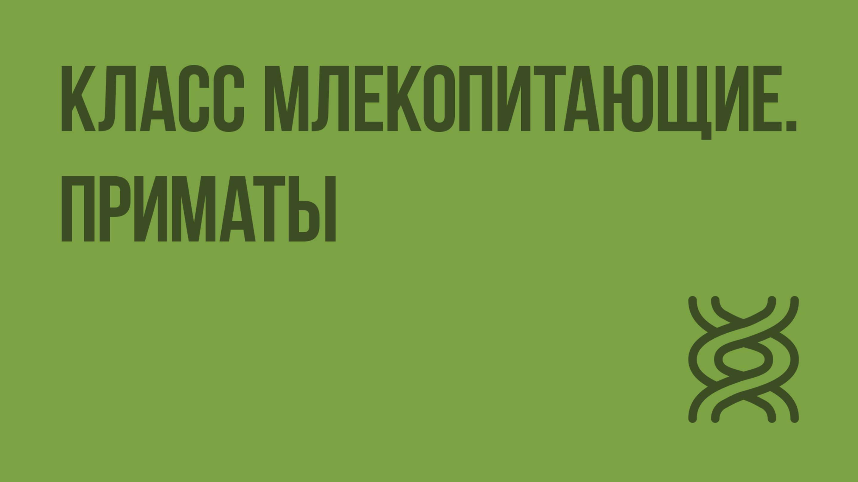 Класс Млекопитающие. Приматы. Видеоурок по биологии 7 класс