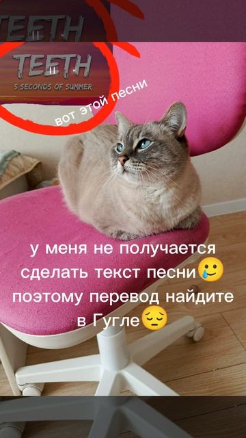 на фоне моя кошка 🥰