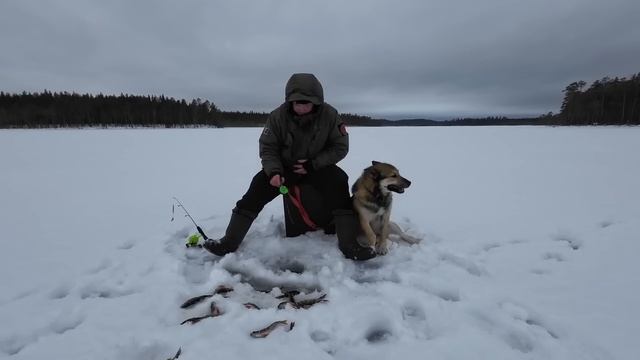 ОБАЛДЕННАЯ РЫБАЛКА НА ЛЕСНОМ ОЗЕРЕ. ОКУНЬ ВЗБЕСИЛСЯ. ЕДЕМ НА СНЕГОХОДЕ К БАЛАГАНУ. РЫБАЛКА НА СЕВЕРЕ