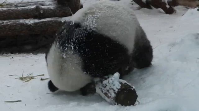 панда зимой 🐼