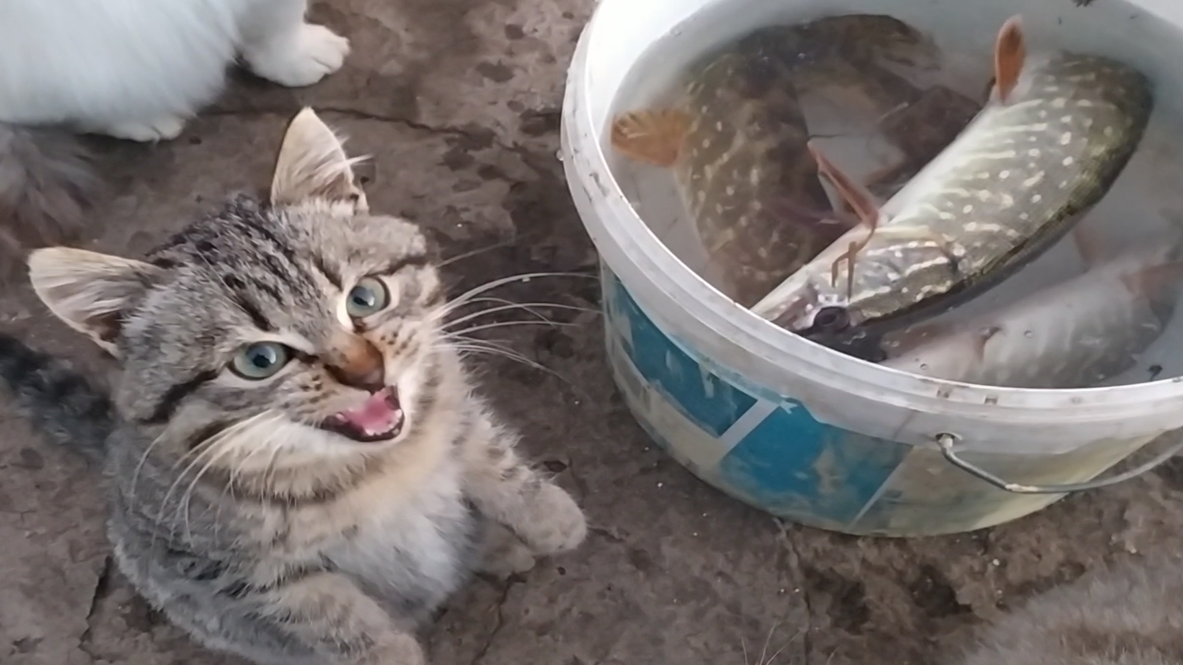 ЖИЗНЬ КОШЕК В ДЕРЕВНЕ