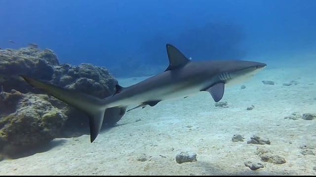 Bahamas Shark Action
