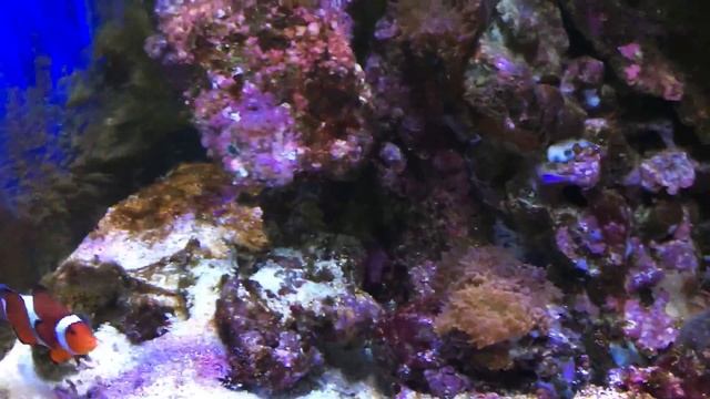 My Reef Tank, TMC V2 iLumenAir 900, Tunze power headed.