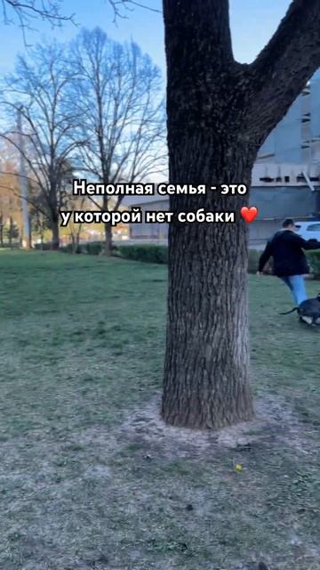 ❤️ #амстафф#стаффордширскийтерьер#собака#лучшийдруг#американскийстаффордширскийтерьер