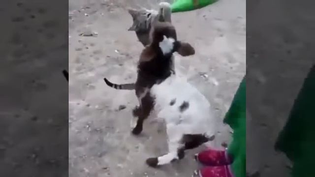 Кот отобрал у козлика молоко!