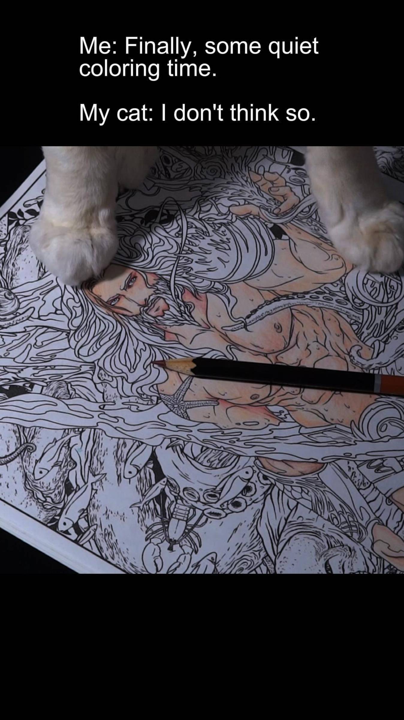 #funnycats #cats #смешныекошки #кошки #asmrcoloring #asmr #асмр