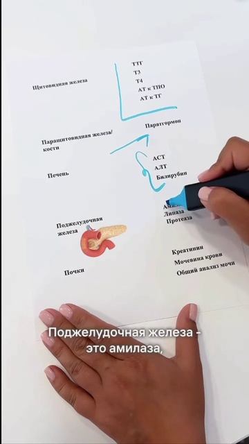 Анализы органов 🫁