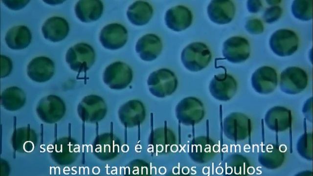 Chorella1testA