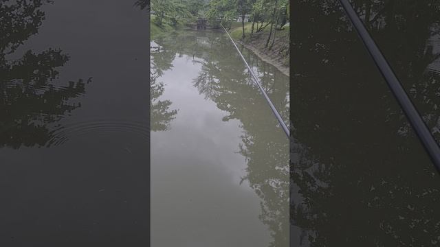 Кейрю на Пхукете