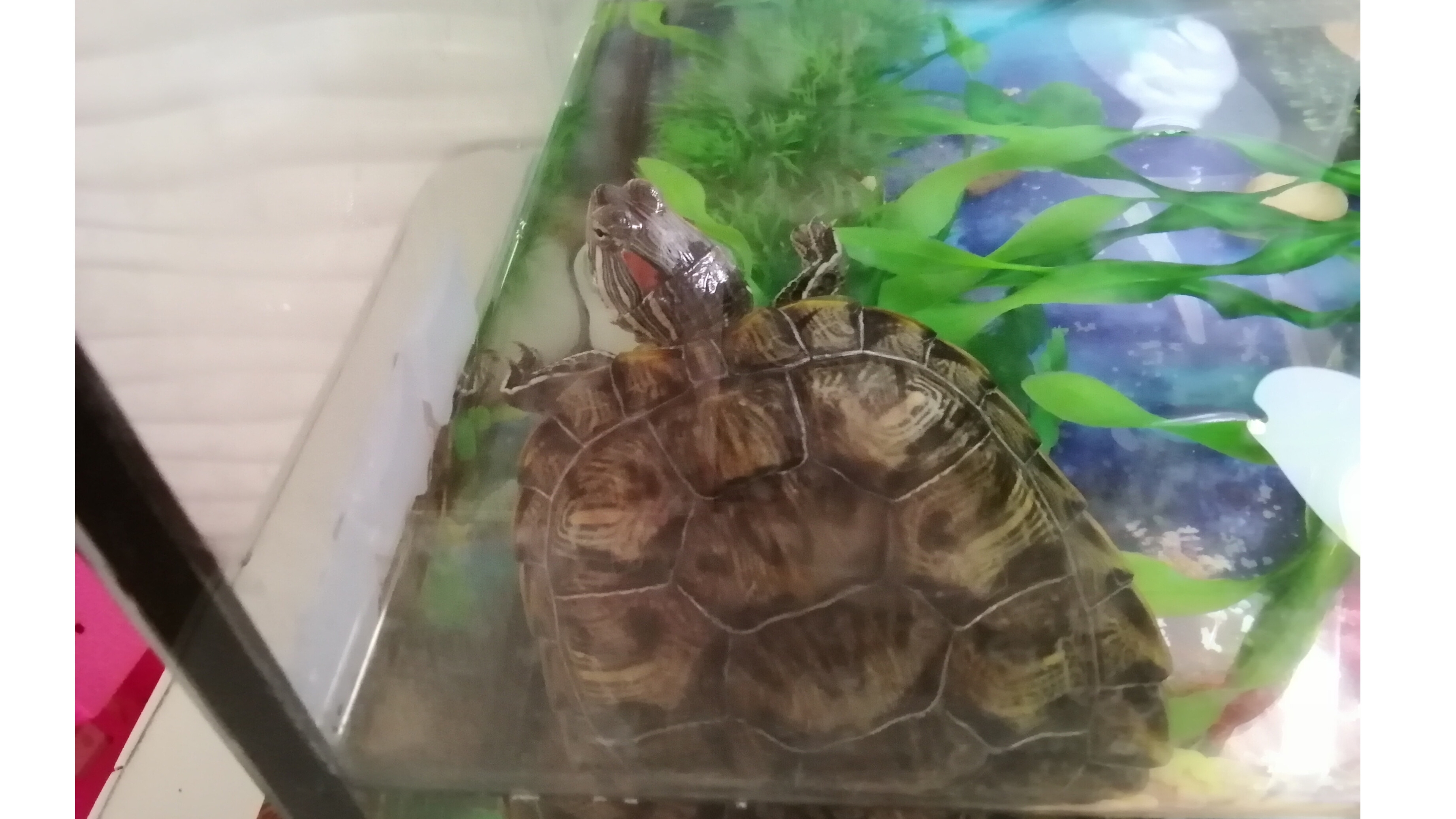 черепаха 🐢🐢🐢