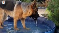 Puppy Ear infection | Dog Ear Pain | Puppy’s Ear Cleaning | Dog ear infection