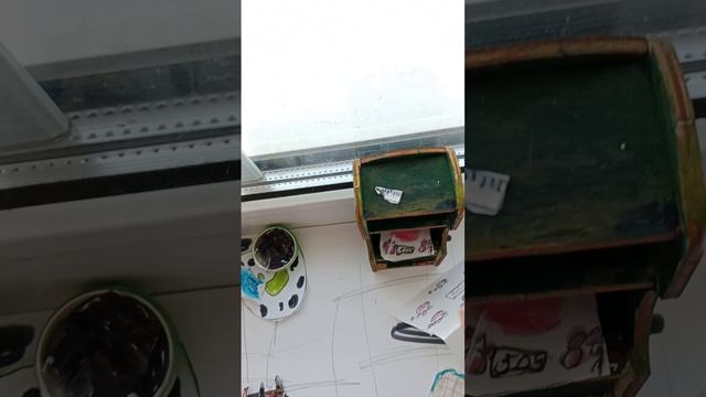 щенки новые жители??? Обзор на все новые вещи собак.