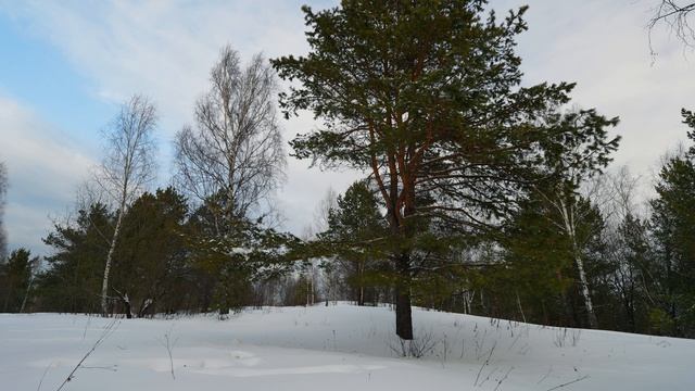 Раскидистая сосна в снегу. Звуки пения птицы, нежный снег. Идиллическая картина вечером.