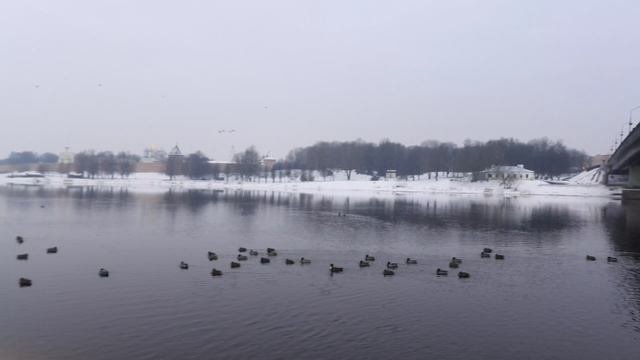 Чернеть Хохлатая, наблюдение птиц в Великом Новгороде, 1 марта 2025