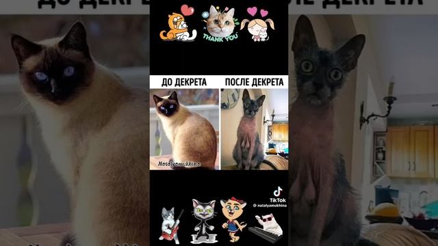 1 марта День КОШЕК! Поздравьте своих🐈 хвостатых🐈⬛ друзей!