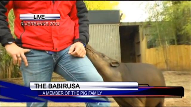 Wild Wednesday: They aren't Wilbur, but they are famous pigs