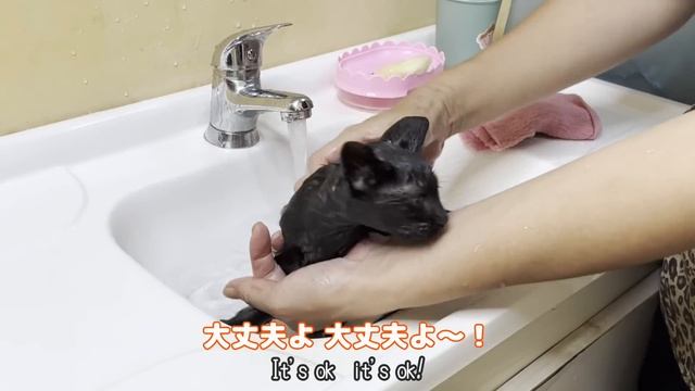 An amazingly adorable first bath for the tiny kitten