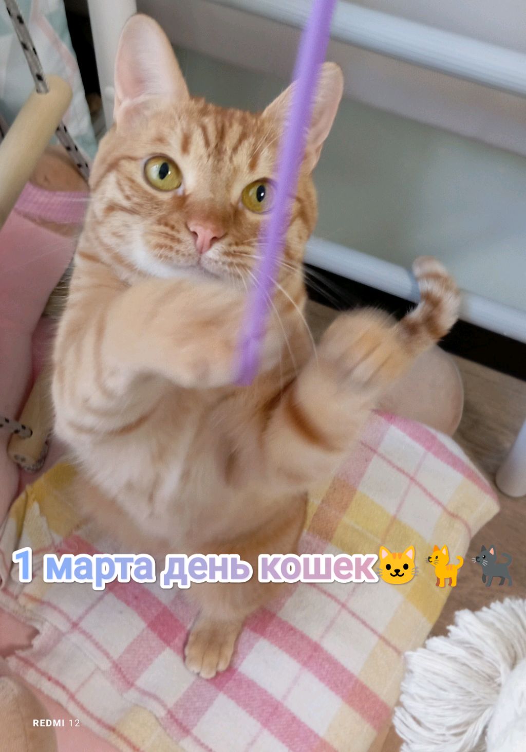 1 марта день кошек