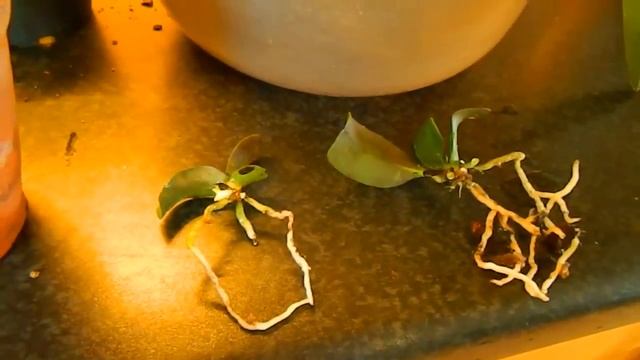 Potting Baby Seedling Orchids