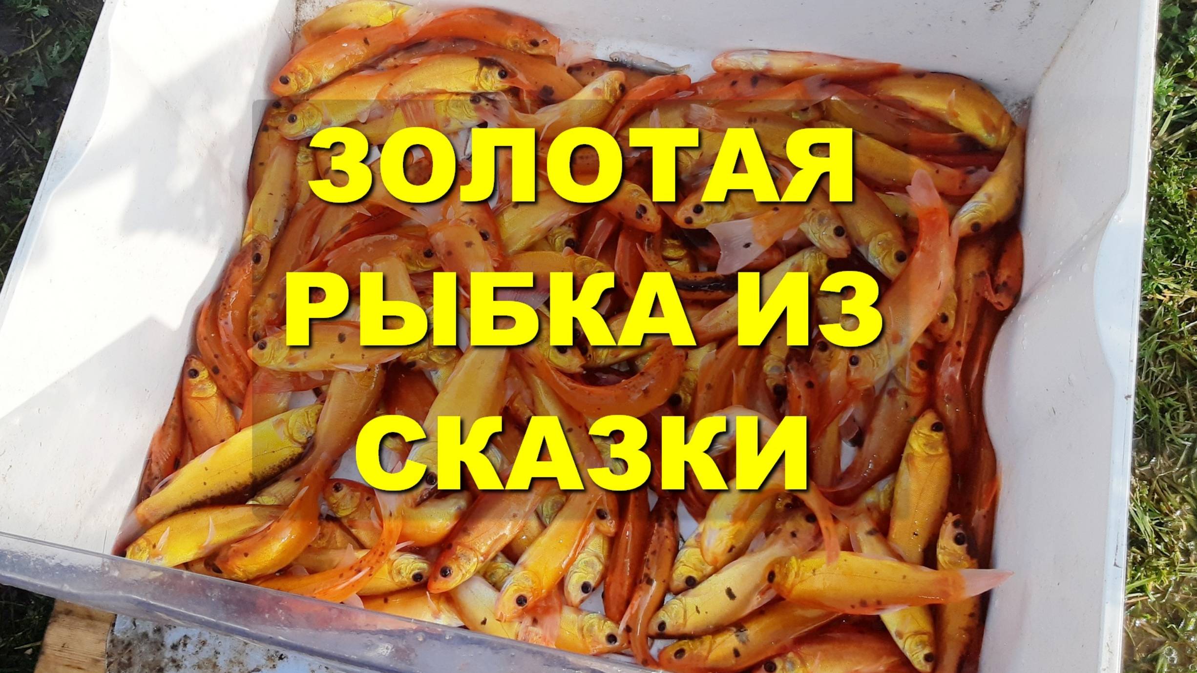 Зарыбляю деревенский пруд Золотым линём.