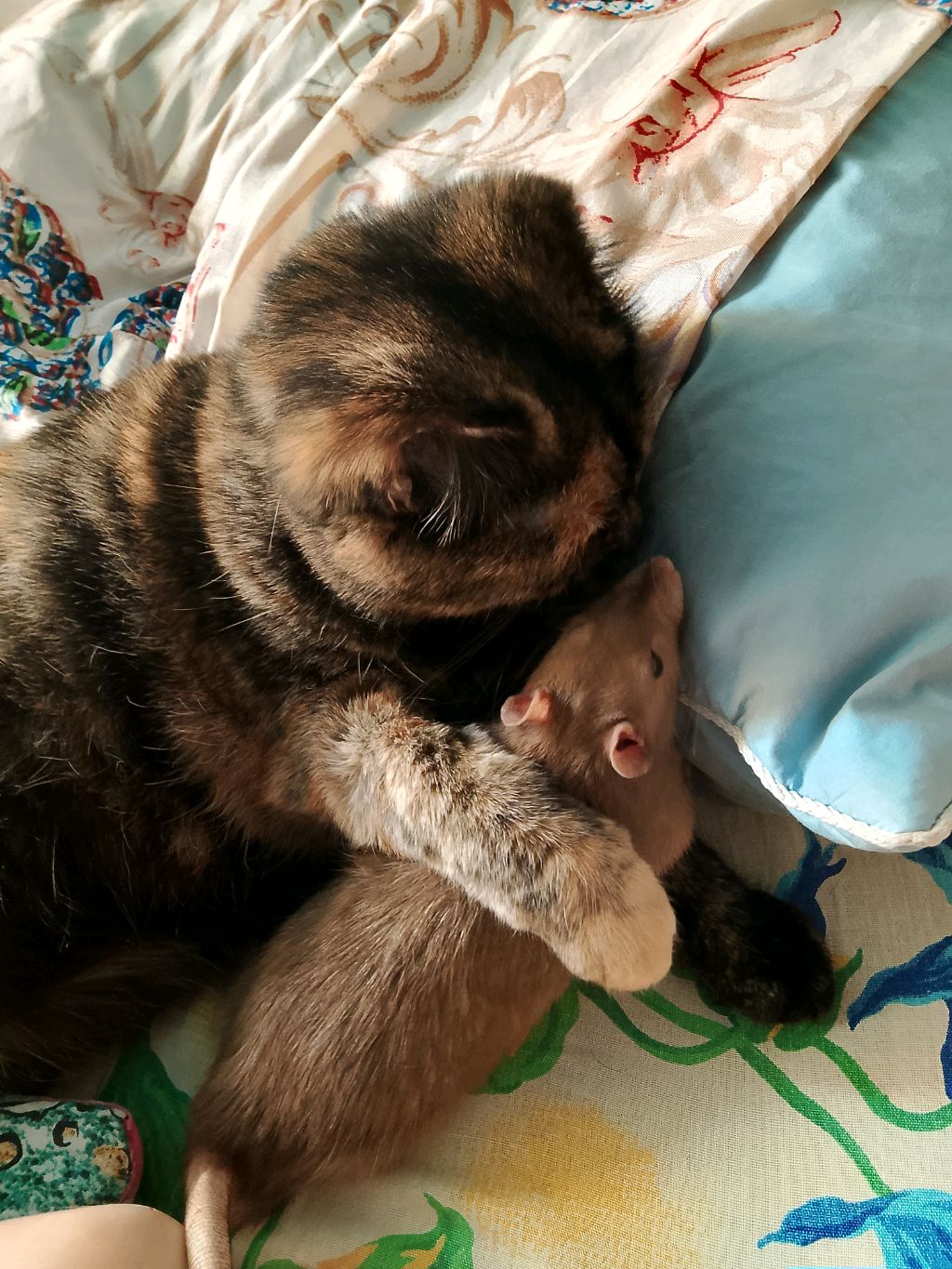 кошки и крысы могут дружить!🥰