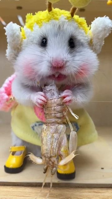 Rat eats insects, rat wants to eat everything #shorts #viral #foryou