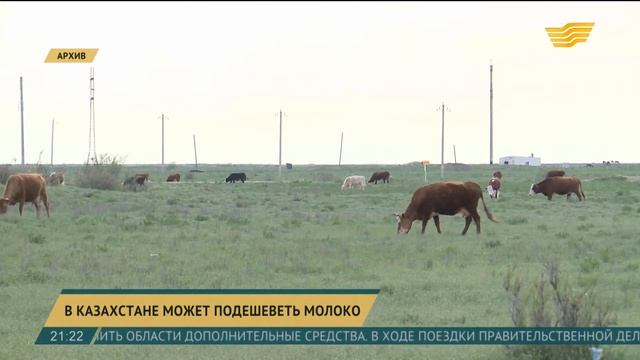 В Казахстане может подешеветь молоко